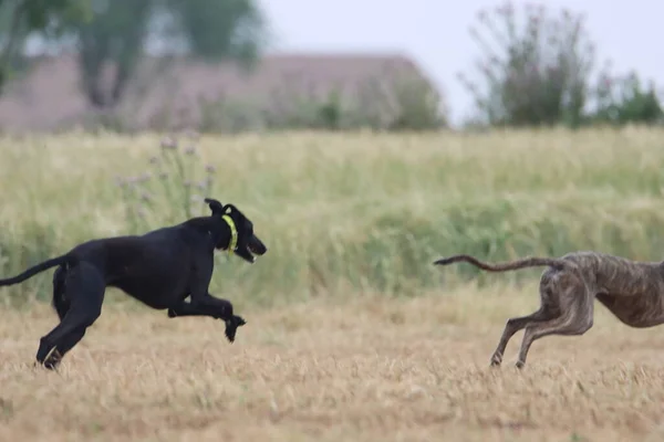 Ισπανικό Κυνηγόσκυλο Hare Κυνηγετική Ταχύτητα Παραδίδει Πάθος — Φωτογραφία Αρχείου