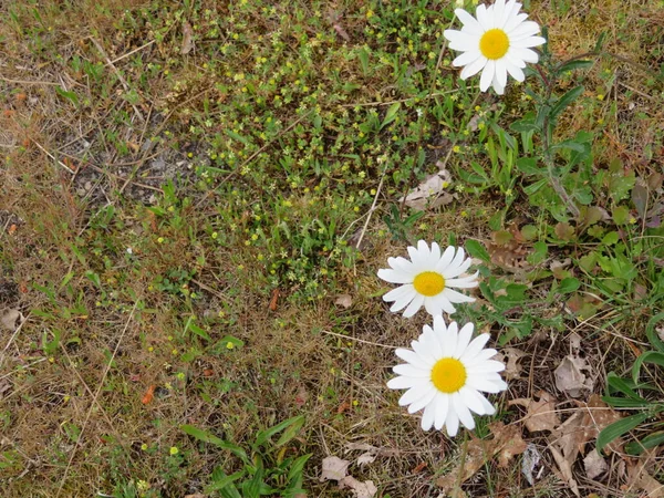 Gele Witte Madeliefje Bloem Delicate Mooie Natuurlijke Geur — Stockfoto