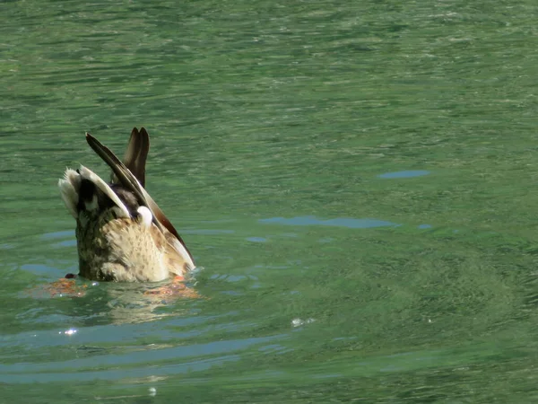 Enten Schwimmen Schöne Angeln Klaren Wasser — Stockfoto