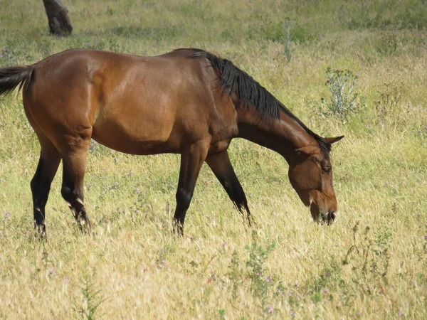 Belo Cavalo Espanhol Puro Sangue Comendo Prado Grama — Fotografia de Stock
