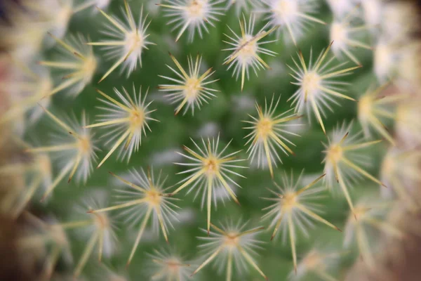 Mooie Cactus Met Stekels Roofdieren Beschermen Tegen Zelfverdediging — Stockfoto