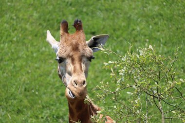 Güzel yüksek zürafa benekli vahşi uzun boyun hızlı boynuzları