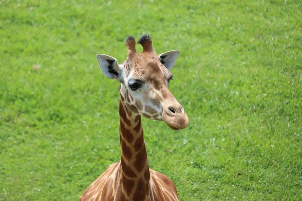 Belle Haute Girafe Taches Sauvages Long Cou Cornes Rapides — Photo