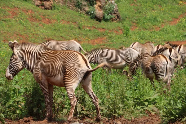 Hermosas Cebras Animales Salvajes Herbívoros Rayas Rápidas — Foto de Stock