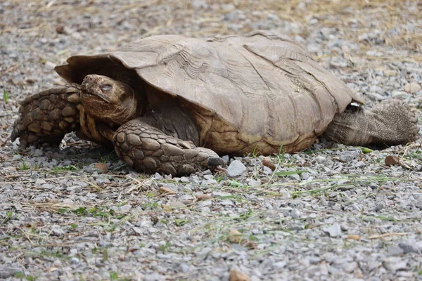 beautiful hardy slow shell turtle strong old woman