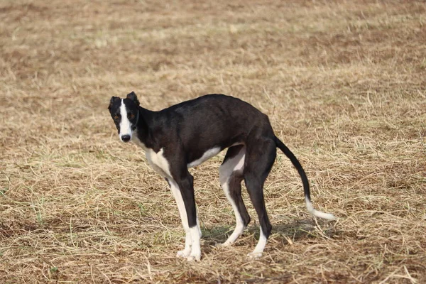 Spanyol Tazı Köpek Yarışı Tavşan Avlama Hızı Tutku Veriyor — Stok fotoğraf