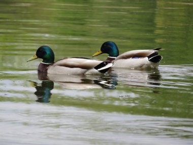 Ördek kuşu renginde hayvan tüyleri zirvede yüzer