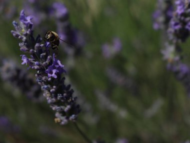 Güzel lavanta çiçekleri aroması doğal renk böcek yağları
