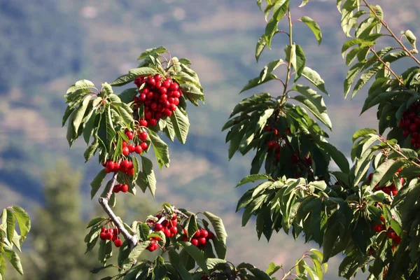 Deliciosas Cerezas Rojas Fruta Hermosa Sabrosa Nutritiva Comida Natural —  Fotos de Stock