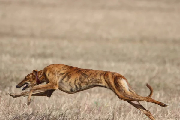 Hermosa Rápido Español Galgo Perro Energía Caza Carrera —  Fotos de Stock