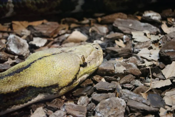 Schöne Gefährliche Schlange Leise Heimliche Reptiliengift — Stockfoto