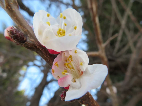 Beautiful Flowers Natural Colors Spring Pollen Aroma — Stock Photo, Image