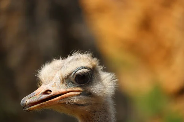 Schönen Strauß Schnellen Vogel Und Großen Schwarzen Federn Safari Zoo — Stockfoto