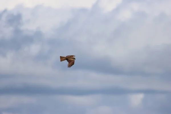 Bellissimo Uccello Rapace Aquila Artigli Piume Velocità Volo — Foto Stock