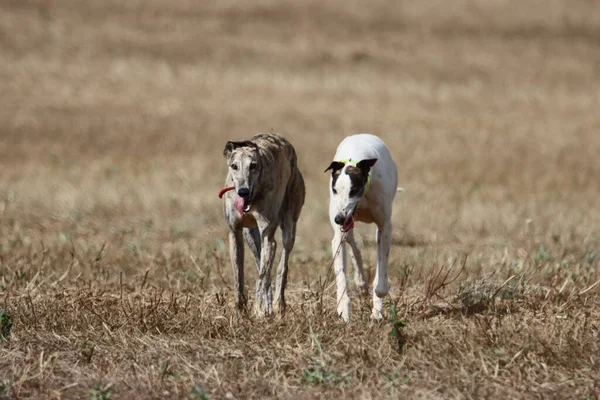 美しいスペインのグレイハウンド犬エネルギー狩りレース — ストック写真