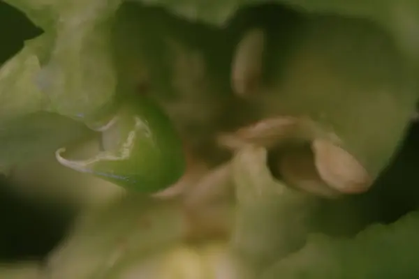 Mooie Natuurlijke Groene Plant Verse Zuurstof Zuivert — Stockfoto