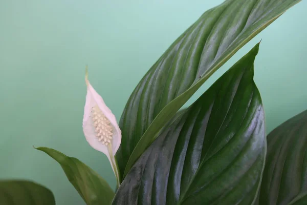 Hermosa Planta Hojas Verdes Flores Blancas —  Fotos de Stock