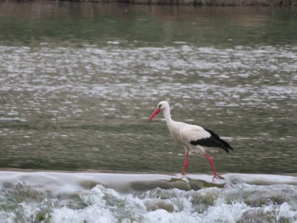 Cigogne Oiseau Plumes Bec Blanc Noir Pêche — Photo