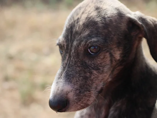 Beautiful Fast Spanish Greyhound Dog Energy Hunting Race — Stock Photo, Image