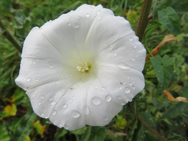 Bela Flor Branca Molhada Com Macro Detalhe Natural — Fotografia de Stock