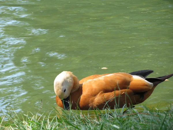 Schöne Ente Von Schönen Farben Die Fluss Schwimmt — Stockfoto