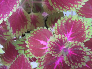 Yoğun renkli bitkilerin güzel yaprakları Doğal fantezi