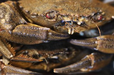 Lezzetli deniz ürünleri yengeç maşası kabuklu cımbız