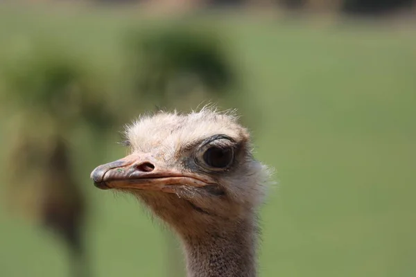 Beautiful Ostrich Fast Bird Big Wild Black Feathers Safari Zoo — Stock Photo, Image