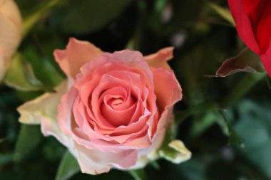 Pembe çiçek güzel şiş renkli şişler doğal yapraklar.