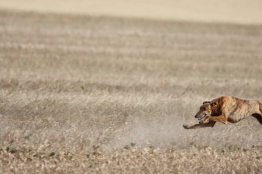 Güzel, hızlı İspanyol tazı enerji avı yarışı