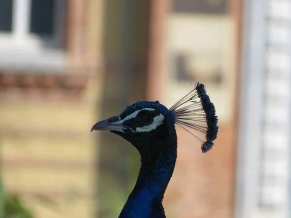 Schöner Pfau Fantastischen Leuchtenden Farben Mit Langen Federn — Stockfoto