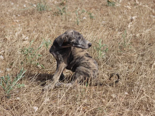 美しいスペインのグレイハウンド犬エネルギー狩りレース — ストック写真