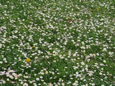 Çiçeklerin güzel mantosu ilkbahar klor neşe doğası