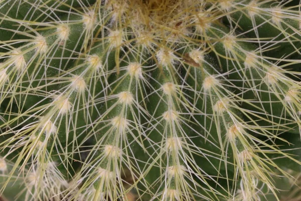 Beau Cactus Avec Des Épines Brochées Pour Repousser Les Prédateurs — Photo