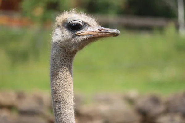 Schönen Strauß Schnellen Vogel Und Großen Schwarzen Federn Safari Zoo — Stockfoto