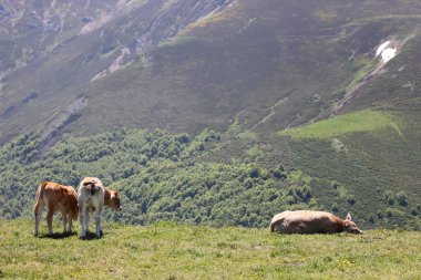 Süt ve et vermek için yeşil ot yiyen güzel inekler.