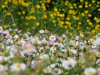 Bahar tarlası çiçekleri bahçe güzel renk