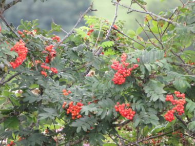 Güzel doğal meyveler kırmızı meyveler sağlıklı sebzeler