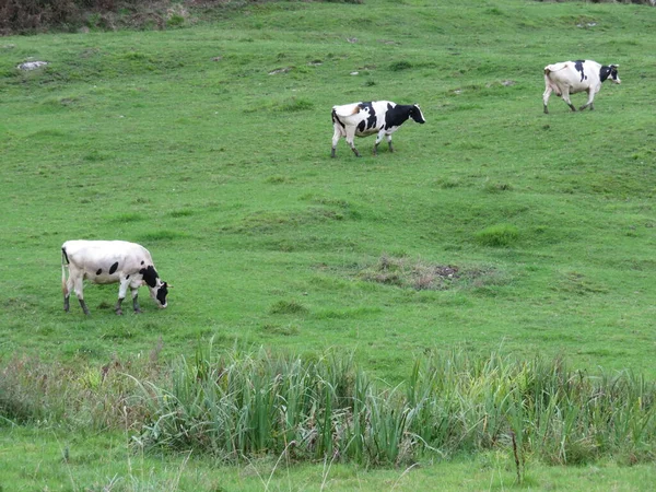Красиві Корови Луки Пасовища Тварин Трав Яниста Ферма — стокове фото