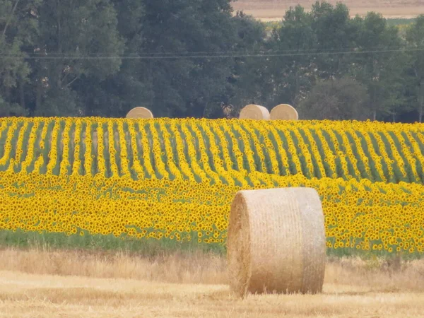 Piękne Krajobrazy Żółtymi Słonecznikami Kwiaty Duże Rury — Zdjęcie stockowe