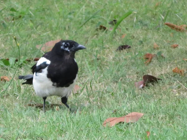 Bela Magpie Branco Preto Cauteloso Esquivar Pássaro — Fotografia de Stock