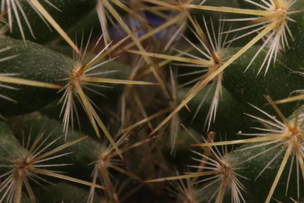 Hermoso Cactus Con Espinas Ensartadas Para Defenderse Los Depredadores Protección — Foto de Stock