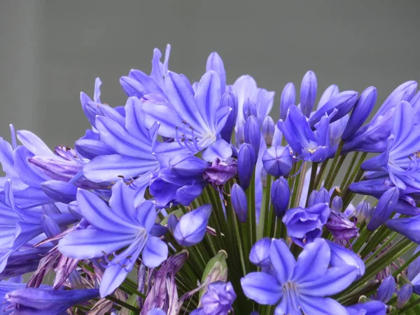 Bellissimi Fiori Naturali Aromatici Blu Diversi Rari — Foto Stock