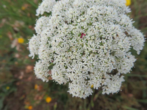 Mooie Verschillende Bloem Zeldzame Compacte Natuurlijke Witte Plant — Stockfoto