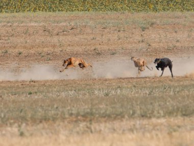 Tazı yarışı hızlı köpek evcil hayvan çiftliği tavşanı avı