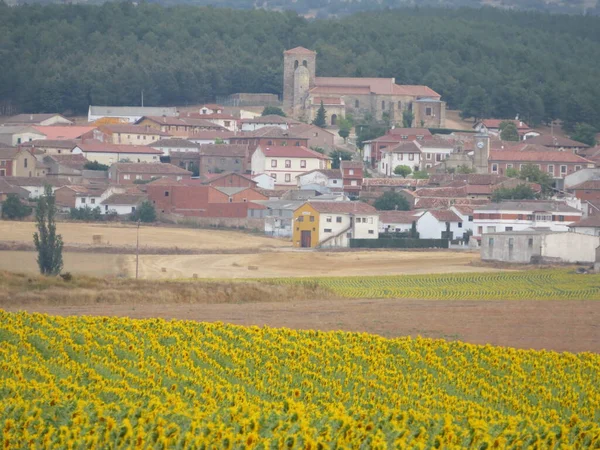 Hermoso Paisaje Con Girasoles Amarillos Flores Tuberías Grandes — Foto de Stock