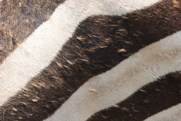 아름다운 얼룩말 동물들이 줄무늬를 — 스톡 사진