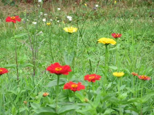 Красивые Красочные Цветы Натуральный Аромат Деликатес — стоковое фото