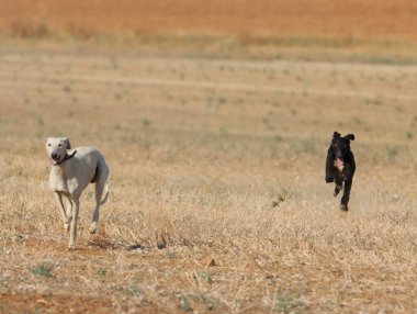 Tazı yarışı hızlı köpek evcil hayvan çiftliği tavşanı avı