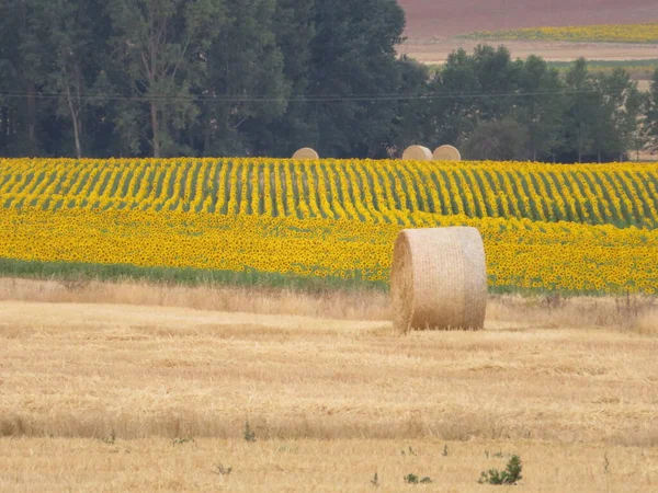 Bellissimo Scenario Con Girasoli Gialli Fiori Grandi Tubi — Foto Stock